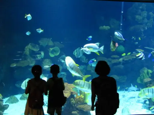 life-support ozono para sistemas de sustentacion