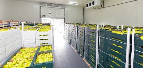 ozono para camaras frias