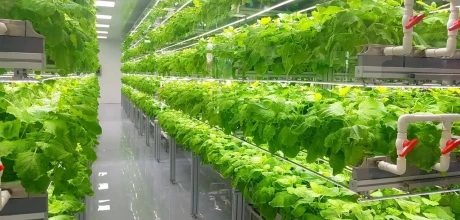 ozono para sistemas de agua agrícolas