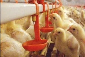 Ozono para agua potable de animales de granja