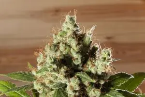 pistilos-marrones-cogollo-marihuana-300×200-1 ozono para cannabis