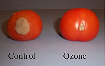 efecto de ozono en tomates