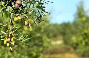ozonizacion de aceite de oliva